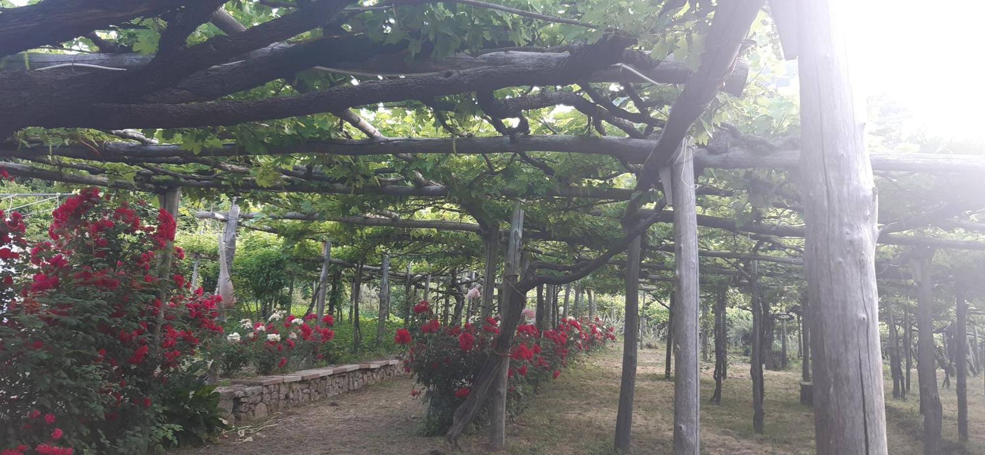 Agriturismo Mare E Monti トラモンティ エクステリア 写真